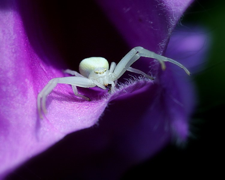 white spider